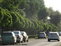 Imagine atasata: Pomi str. Brediceanu - 2015.05.19 - 02.jpg
